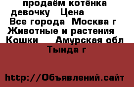 продаём котёнка девочку › Цена ­ 6 500 - Все города, Москва г. Животные и растения » Кошки   . Амурская обл.,Тында г.